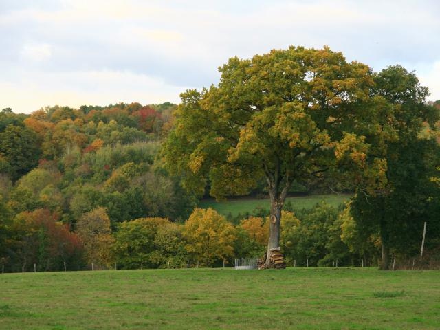 Autumn landscape at Saint-Léonard-des-Bois