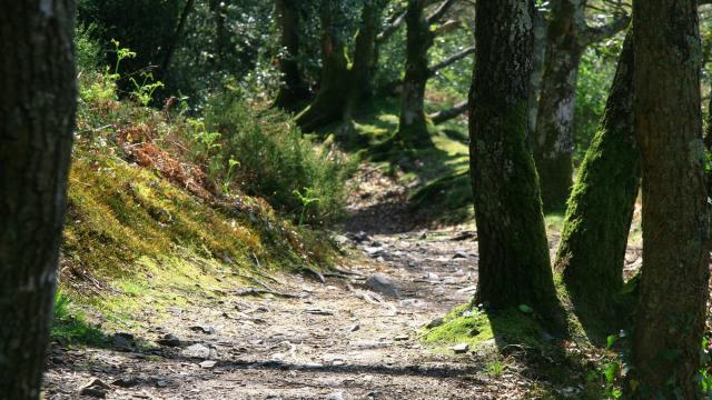 Chemin de randonnée