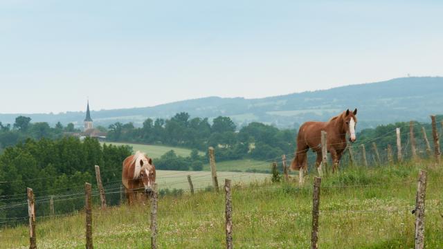 Horses in the Alpes Mancelles