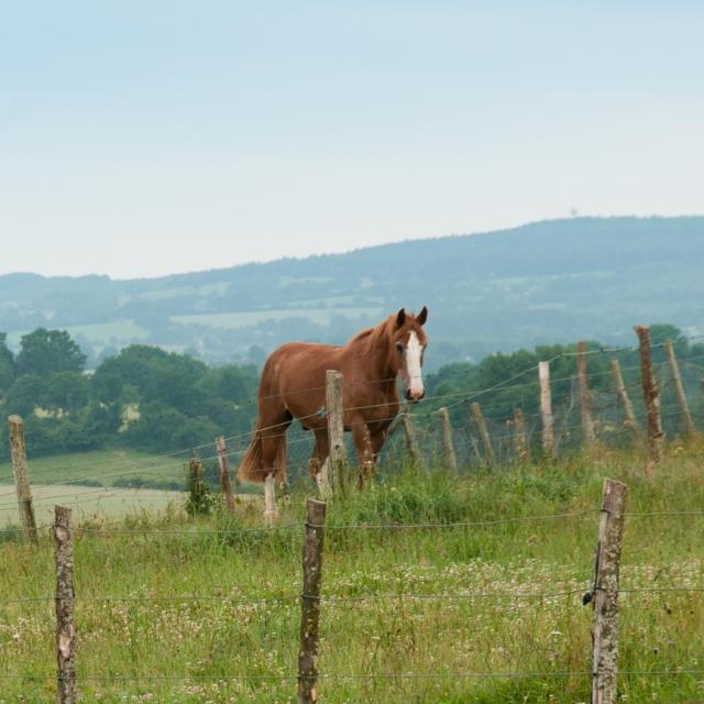 Horses in the Alpes Mancelles