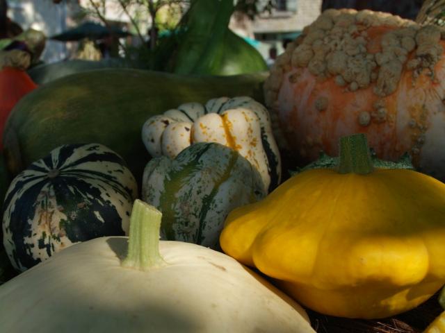 Cucurbits