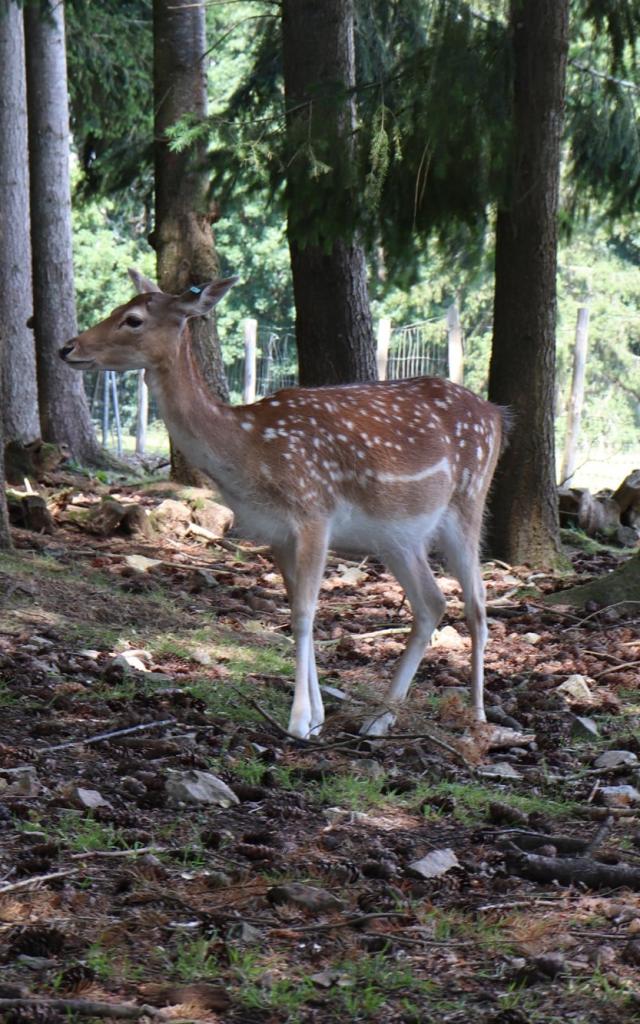 Fallow deer at Saint-Léonard-des-Bois wildlife park