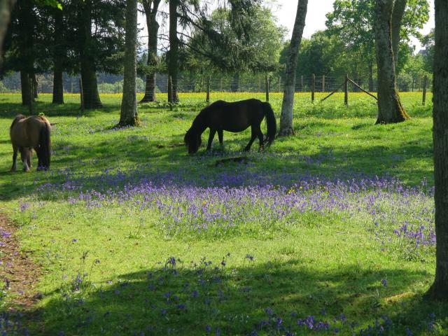 Poneys au parc animalier de Saint-Léonard-des-Bois