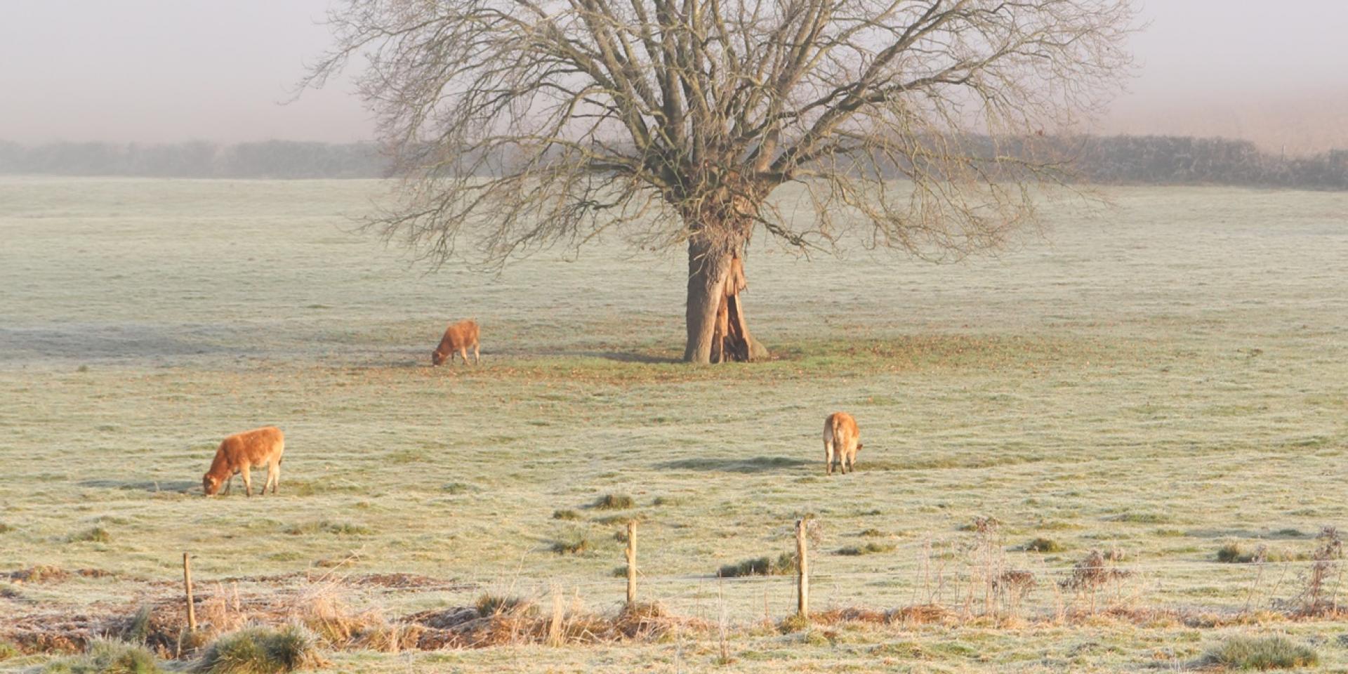 Winter landscape at Sougé-le-Ganelon