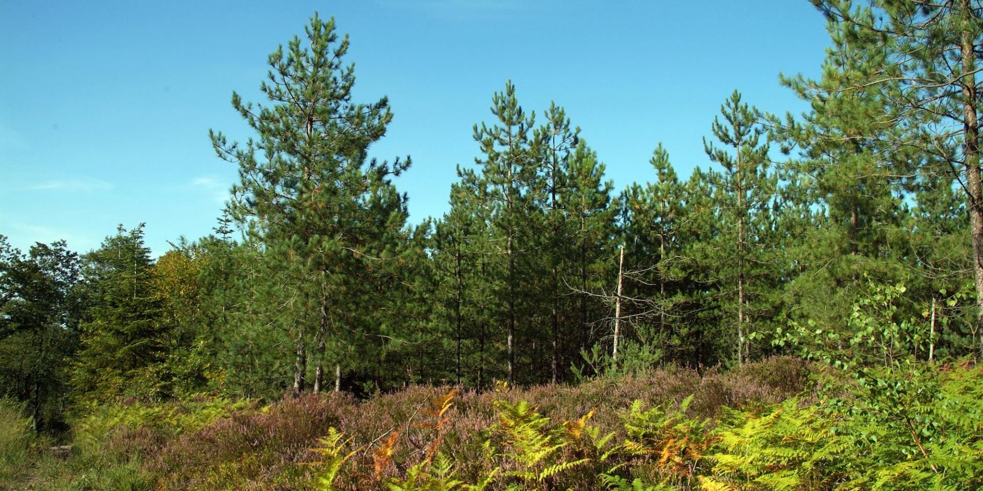 Roche Brune hiking trail