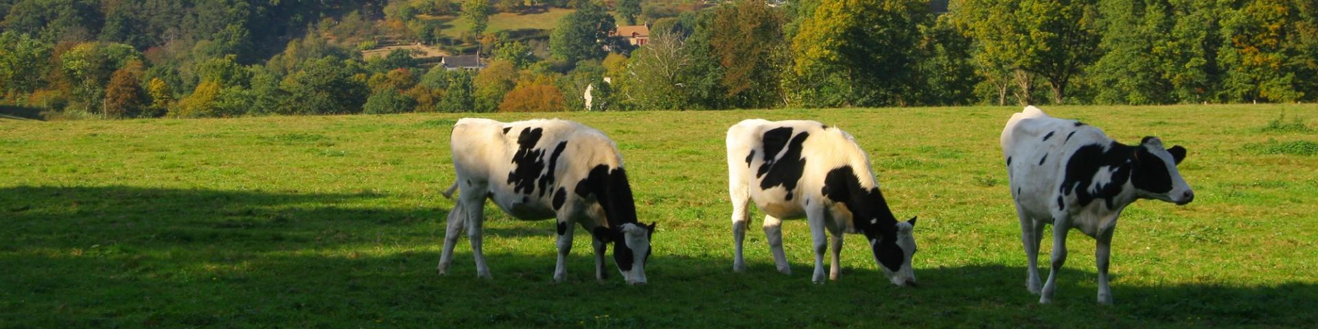 Cows in Saint-Léonard-des-Bois