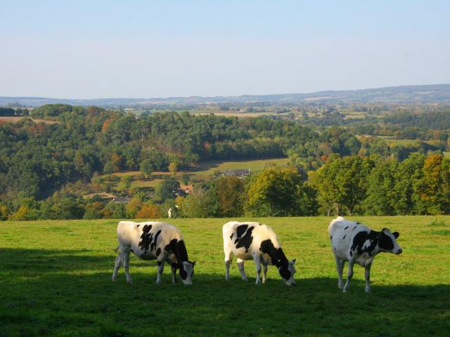 Cows in Saint-Léonard-des-Bois