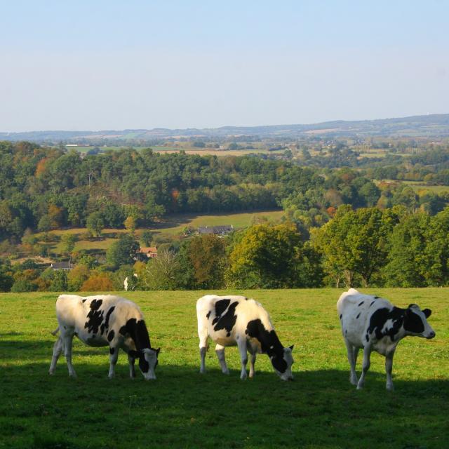 Cows in Saint-Léonard-des-Bois